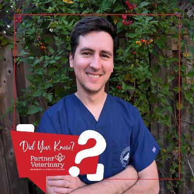 How we care for our most critical patients with Dr. Pierre Charelbois, DACVECC