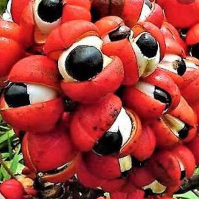 A lenda do guaraná