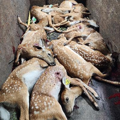 Rural Route Radio Aug 22, 2025 Steve Porter is a deer farmer from Kittson County MN mercy killing his own deer