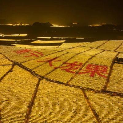 大晚上的，我们为什么不让火龙果睡觉？