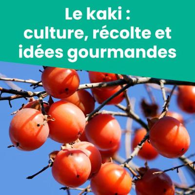 Le kaki : culture, récolte et idées gourmandes