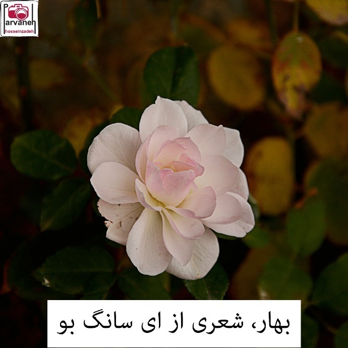 بهار