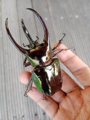 Titan Beetles Titan Beetles