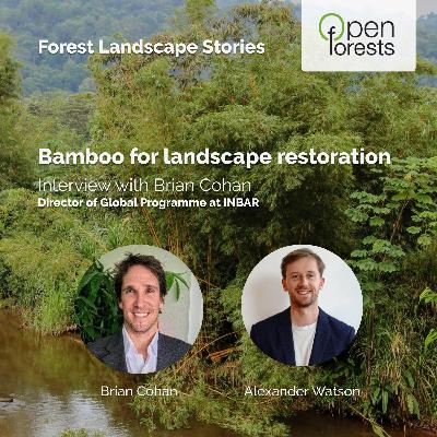 Bamboo for landscape restoration