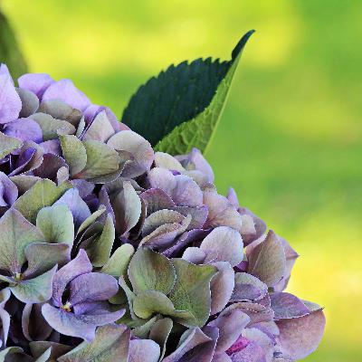 "Parlo con i fiori e saranno stupendi" "Parlo con i fiori e saranno stupendi"