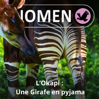 SPÉCIAL Naissance d'UNE petite Girafe 2/2 : L'Okapi, une Girafe en pyjama
