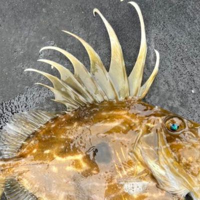 La mise à jour hebdo de la pêche à la ligne Irlandaise, 08 Août 2025
