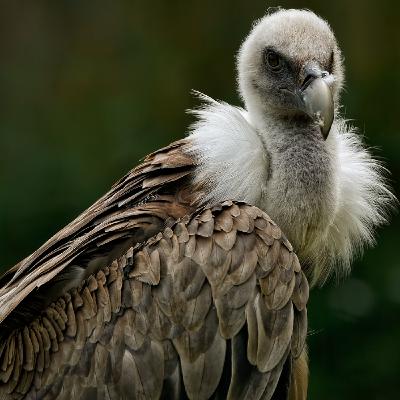Ganadería extensiva y fauna silvestre Ganadería extensiva y fauna silvestre
