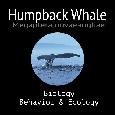 Humpback Whale - Biology, Behavior and Ecology