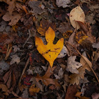 the root to ecstasy the root to ecstasy