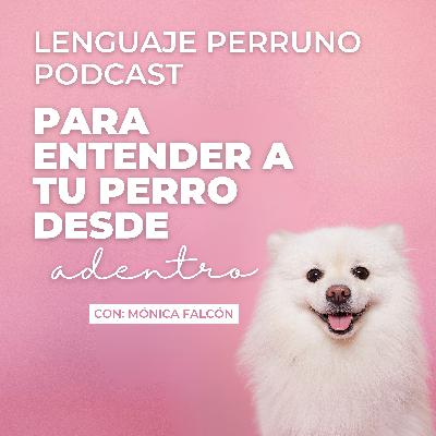 🌿¿Tu perro no te hace caso? [Ep.2-S2]