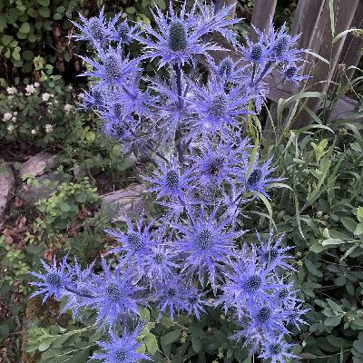 Avsnitt 117 - Tanja del 2 av 2 Avsnitt 117 - Tanja del 2 av 2