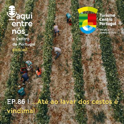 #86 - Até ao lavar dos cestos é vindima!