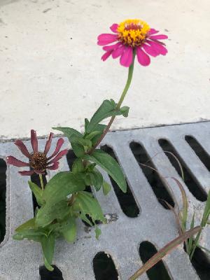 【相约成长】致亲爱的人，元宵节快乐！