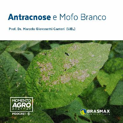 Momento AGRO Brasmax #06 – Antracnose e Mofo Branco