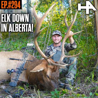 294. Bow Hunting Rutting Elk in the Alberta Bush!