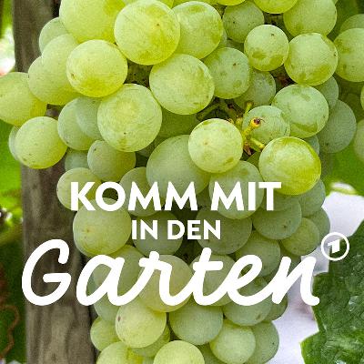 Weintrauben im Garten