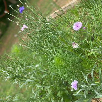 Cullen’s Questions #3: Plant Life Cycle and Pollination