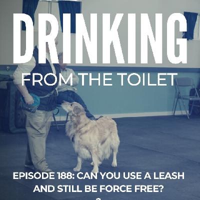 Can you use a leash and still be force free? | Hannah Branigan