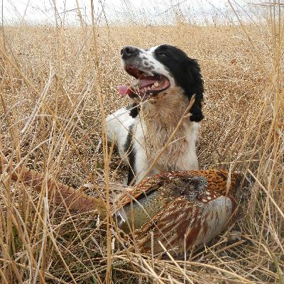 Last Chance Pheasants & Grouse Last Chance Pheasants & Grouse