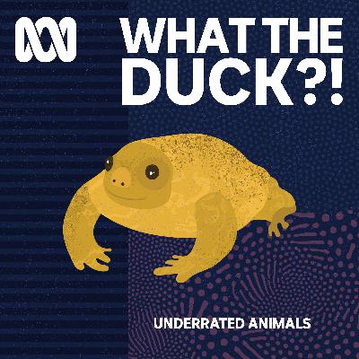 Underrated animals: Turtle frog