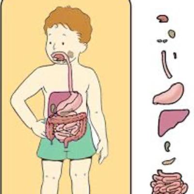 nesse podcast você vai entender oque é digestão mecânica e química a transformação dos alimentos!