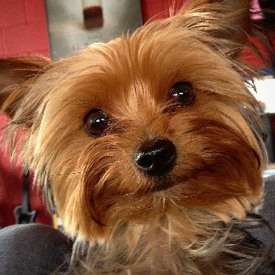 YORKIETHON 9: First Announcement!