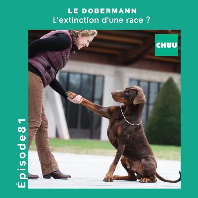 # 81 - LE DOBERMANN - L'extinction d'une race ?