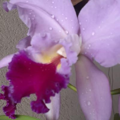 💕Oração do Ventre💕