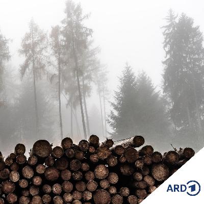 Gestohlener Wald - Projekt Sylvia (1/5)