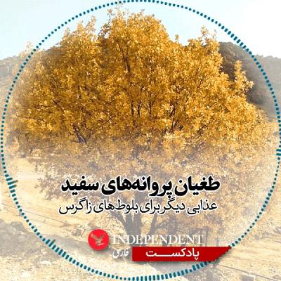 طغیان پروانههای سفید، عذابی دیگر برای بلوطهای زاگرس طغیان پروانههای سفید، عذابی دیگر برای بلوطهای زاگرس