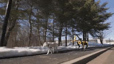 Boston Dynamics’ robot dog trained on Gemini, learns to walk a real one Boston Dynamics’ robot dog trained on Gemini, learns to walk a real one