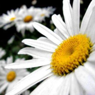 Estás creciendo en amor a Jesús? - Meditación diaria