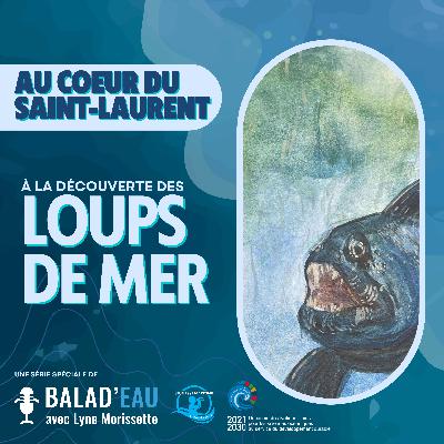 AU COEUR DU SAINT-LAURENT: à la découverte des LOUPS