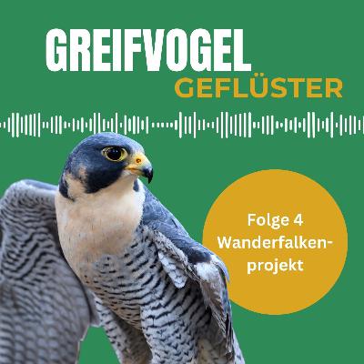 Die Rückkehr des Wanderfalken – Artenschutz durch Auswilderung