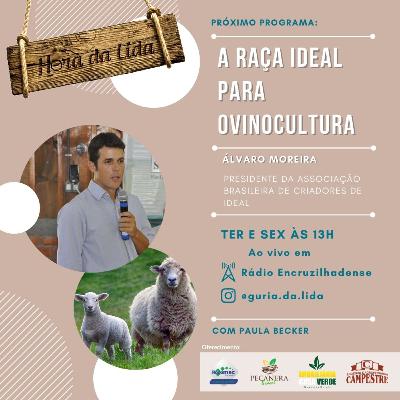A raça IDEAL para ovinocultura - ft. Álvaro Moreira A raça IDEAL para ovinocultura - ft. Álvaro Moreira