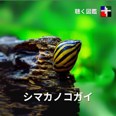 「コケ取り屋」の正体:シマカノコガイ分類のミステリーと地球規模の大移動 「コケ取り屋」の正体:シマカノコガイ分類のミステリーと地球規模の大移動
