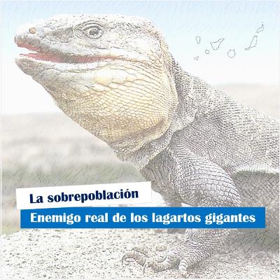 La sobrepoblación: Enemigo real de los lagartos gigantes en Canarias
