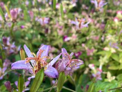 2025.11/2 知らないことは知るのが難しい from Radiotalk