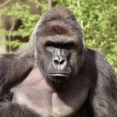 The Gorilla Cast