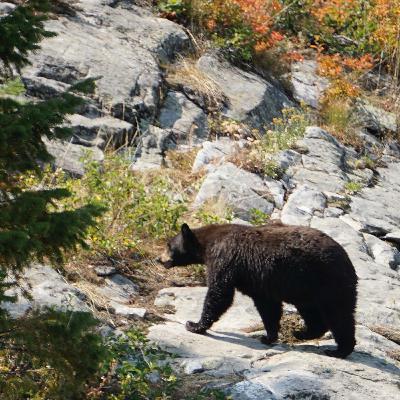"Bear" in Mind: Grizzly Bears and Hunting Tags in the Greater Yellowstone Ecosystem
