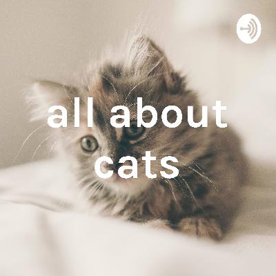 all about cats