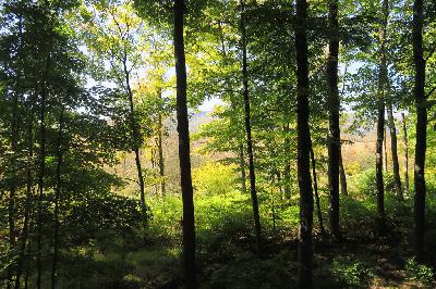 The Legend Of Manteo The Legend Of Manteo