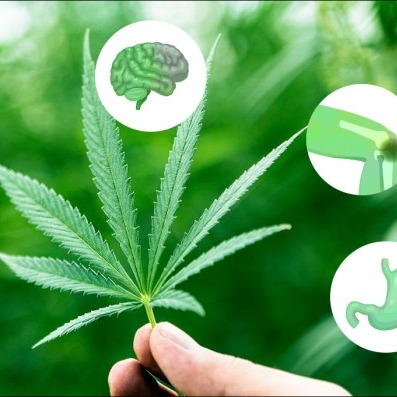 Wholesale Bud and Cancer: An Exploration of its Role in Symptom Management Wholesale Bud and Cancer: An Exploration of its Role in Symptom Management