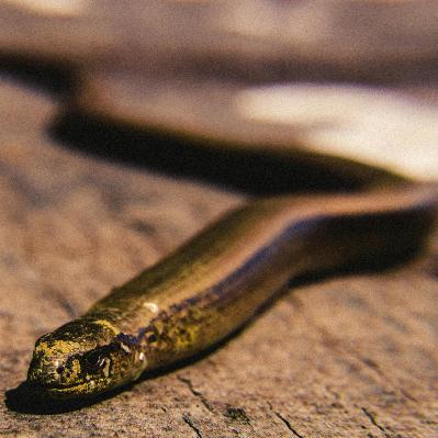 Bitten: Part 1 of Rule 2 When a person Moves toward God. / The Needs of a Composite Being