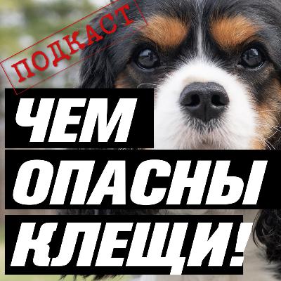 Клещи у собак. Укус клеща и бабезиоз (пироплазмоз) у собак. Профилактика и защита. Клещи у собак. Укус клеща и бабезиоз (пироплазмоз) у собак. Профилактика и защита.