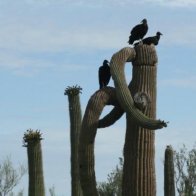 S4E21: Give us a Desert Without Borders