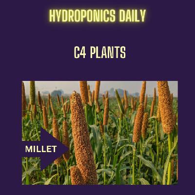 Are you growing a C4 crop? Maize, millet, Sorghum, Bermuda Grass etc