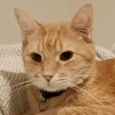 Cats?Dog?