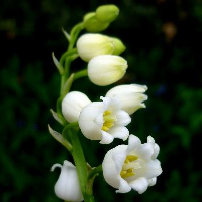 Pastor Jose Barahona